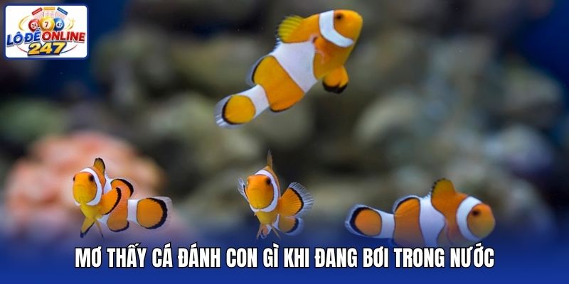 Mơ thấy cá đánh con gì khi đang bơi trong nước