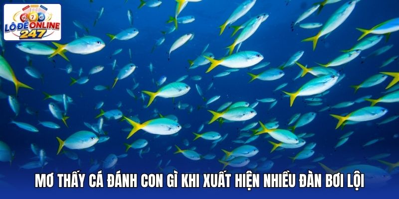 Mơ thấy cá đánh con gì khi xuất hiện nhiều đàn bơi lội