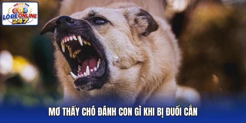 Mơ thấy chó đánh con gì khi bị đuổi cắn