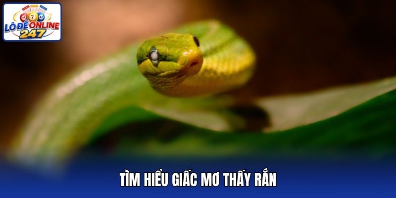 Tìm hiểu giấc mơ thấy rắn