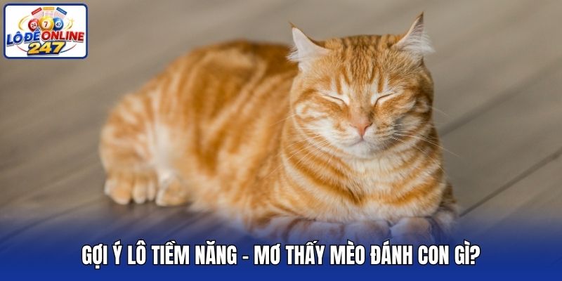 Gợi ý lô tiềm năng - Mơ thấy mèo đánh con gì?