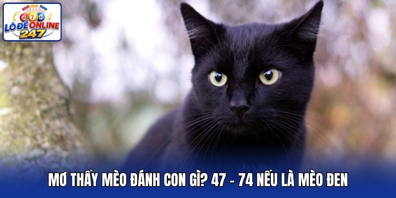 Mơ thấy mèo đánh con gì? 47 - 74 nếu là mèo đen