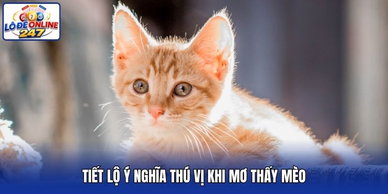 Tiết lộ ý nghĩa thú vị khi mơ thấy mèo
